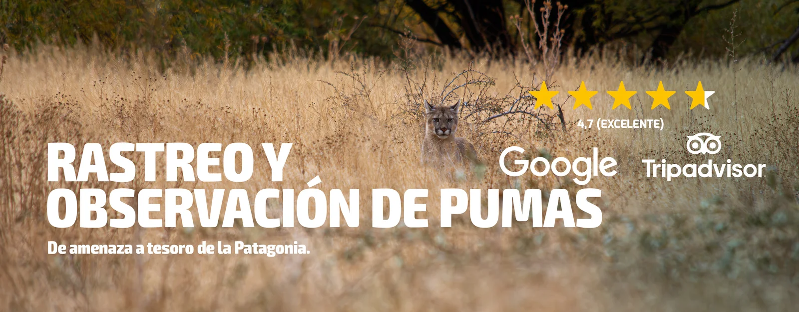 BANNER-Rastreo_Y_Observacion_de_Pumas